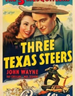 Three Texas Steers