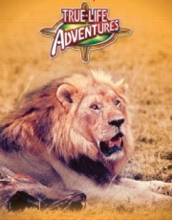 The African Lion