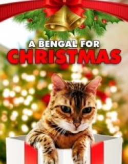 A Bengal for Christmas