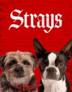 Strays