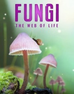 Fungi: The Web of Life