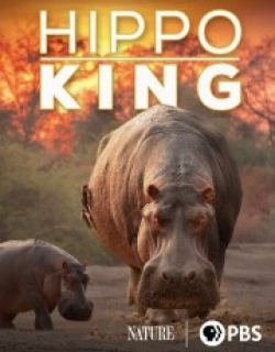 Hippo King