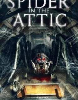 Spider in the Attic
