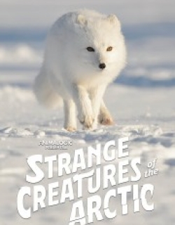 Strange Creatures of the Arctic